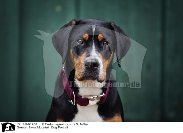 Groer Schweizer Sennenhund Portrait / Greater Swiss Mountain Dog Portrait / SM-01268