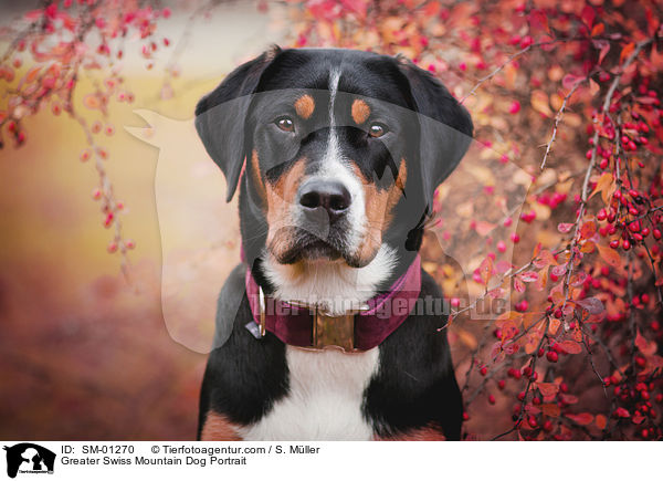 Groer Schweizer Sennenhund Portrait / Greater Swiss Mountain Dog Portrait / SM-01270