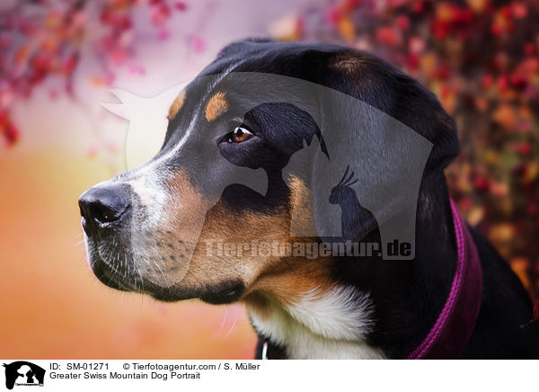 Groer Schweizer Sennenhund Portrait / Greater Swiss Mountain Dog Portrait / SM-01271