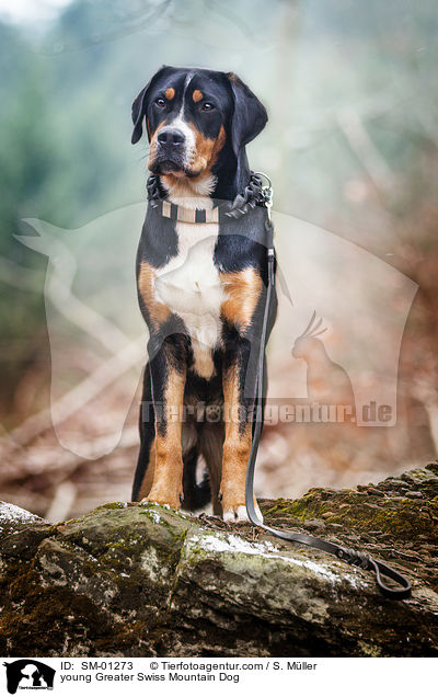 sitzender junger Groer Schweizer Sennenhund / young Greater Swiss Mountain Dog / SM-01273