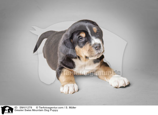 Groer Schweizer Sennenhund Welpe / Greater Swiss Mountain Dog Puppy / SM-01278