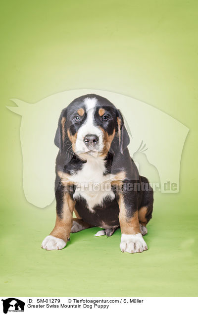 Groer Schweizer Sennenhund Welpe / Greater Swiss Mountain Dog Puppy / SM-01279