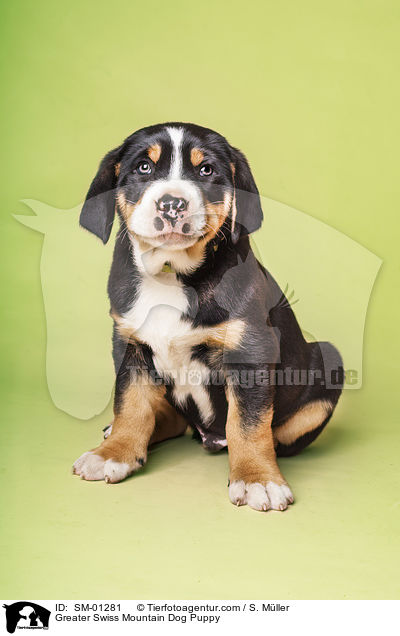 Groer Schweizer Sennenhund Welpe / Greater Swiss Mountain Dog Puppy / SM-01281