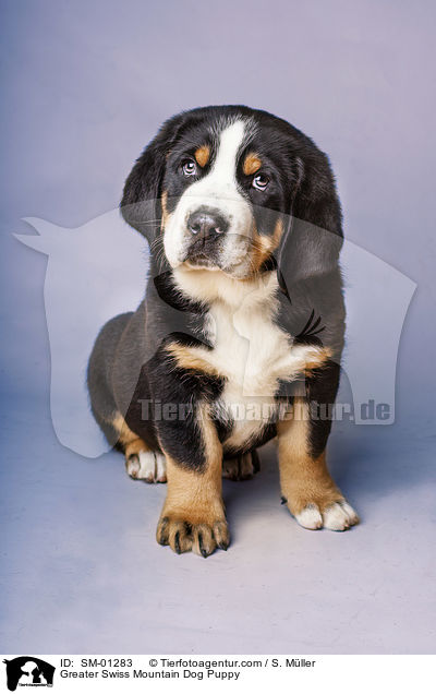 Groer Schweizer Sennenhund Welpe / Greater Swiss Mountain Dog Puppy / SM-01283