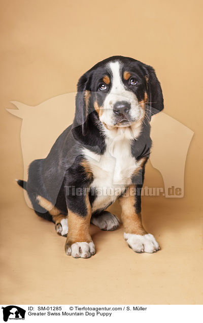 Groer Schweizer Sennenhund Welpe / Greater Swiss Mountain Dog Puppy / SM-01285