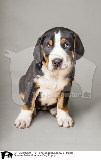 Groer Schweizer Sennenhund Welpe / Greater Swiss Mountain Dog Puppy / SM-01289