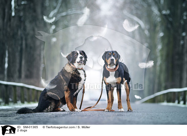 2 Hunde / 2 dogs / SM-01365