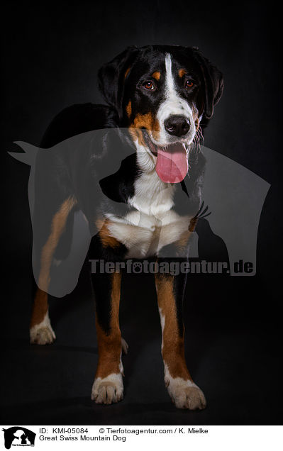 Groer Schweizer Sennenhund / Great Swiss Mountain Dog / KMI-05084