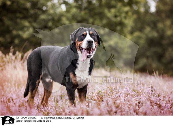 Groer Schweizer Sennenhund / Great Swiss Mountain Dog / JAM-01093