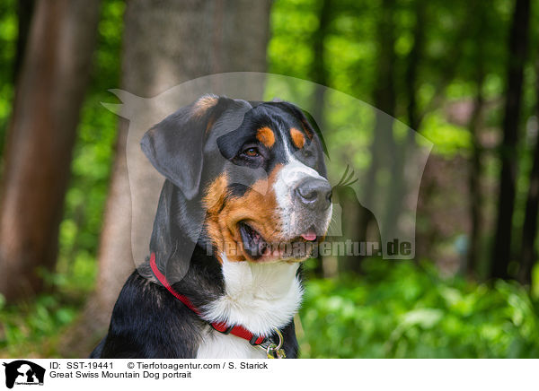 Groer Schweizer Sennenhund Portrait / Great Swiss Mountain Dog portrait / SST-19441