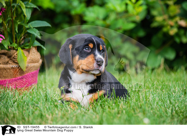 liegender Groer Schweizer Sennenhund Welpe / lying Great Swiss Mountain Dog Puppy / SST-19455