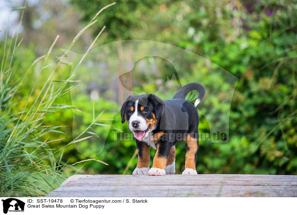 stehender Groer Schweizer Sennenhund Welpe / Great Swiss Mountain Dog Puppy / SST-19478