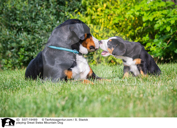 spielende Groer Schweizer Sennenhunde / playing Great Swiss Mountain Dog / SST-19489