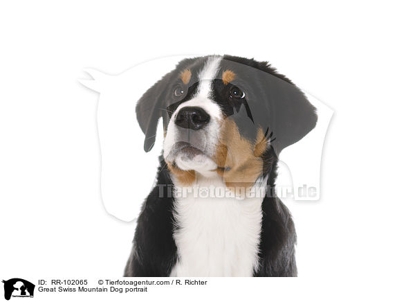Groer Schweizer Sennenhund Portrait / Great Swiss Mountain Dog portrait / RR-102065
