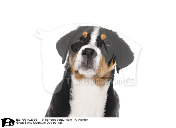Groer Schweizer Sennenhund Portrait / Great Swiss Mountain Dog portrait / RR-102066