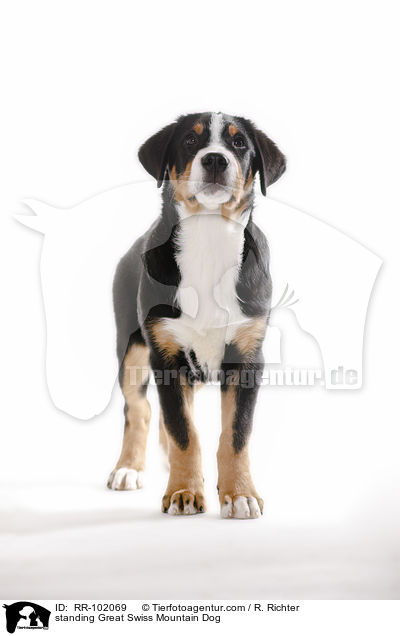 stehender Groer Schweizer Sennenhund / standing Great Swiss Mountain Dog / RR-102069