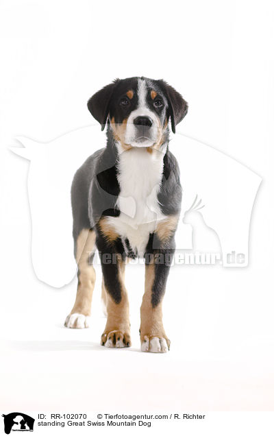 stehender Groer Schweizer Sennenhund / standing Great Swiss Mountain Dog / RR-102070