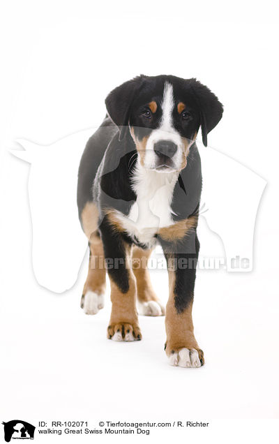 laufender Groer Schweizer Sennenhund / walking Great Swiss Mountain Dog / RR-102071