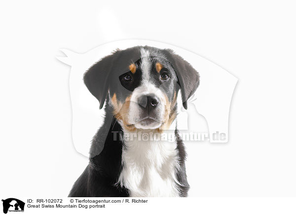 Groer Schweizer Sennenhund Portrait / Great Swiss Mountain Dog portrait / RR-102072