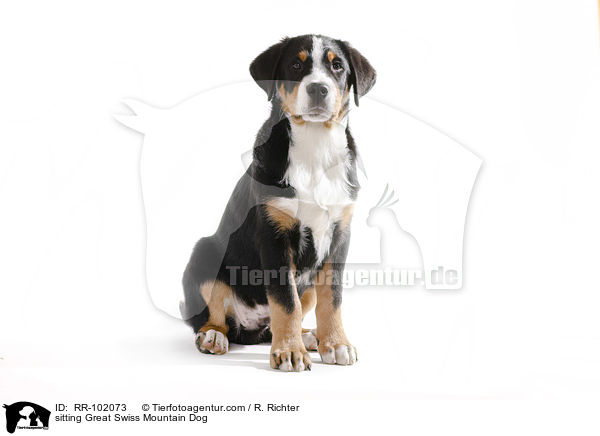 sitzender Groer Schweizer Sennenhund / sitting Great Swiss Mountain Dog / RR-102073