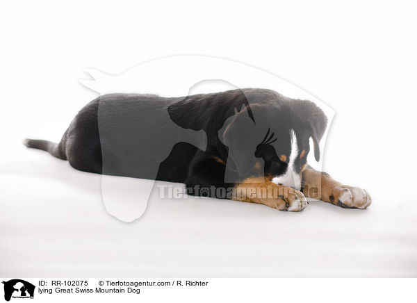 liegender Groer Schweizer Sennenhund / lying Great Swiss Mountain Dog / RR-102075