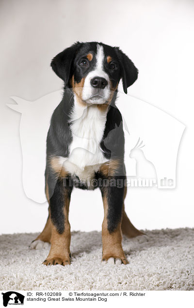 stehender Groer Schweizer Sennenhund / standing Great Swiss Mountain Dog / RR-102089