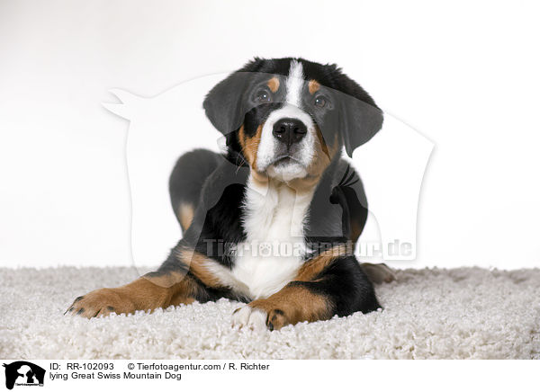 liegender Groer Schweizer Sennenhund / lying Great Swiss Mountain Dog / RR-102093