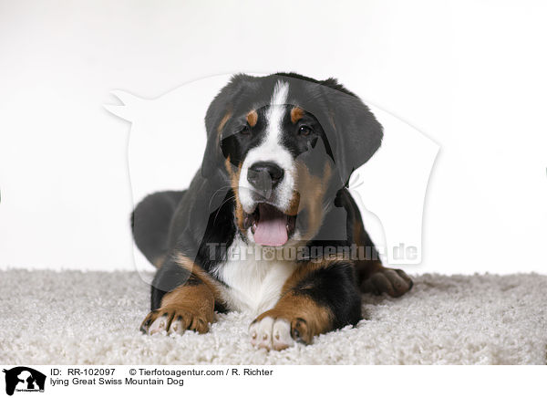 liegender Groer Schweizer Sennenhund / lying Great Swiss Mountain Dog / RR-102097