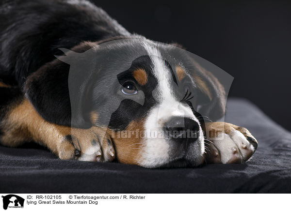 liegender Groer Schweizer Sennenhund / lying Great Swiss Mountain Dog / RR-102105