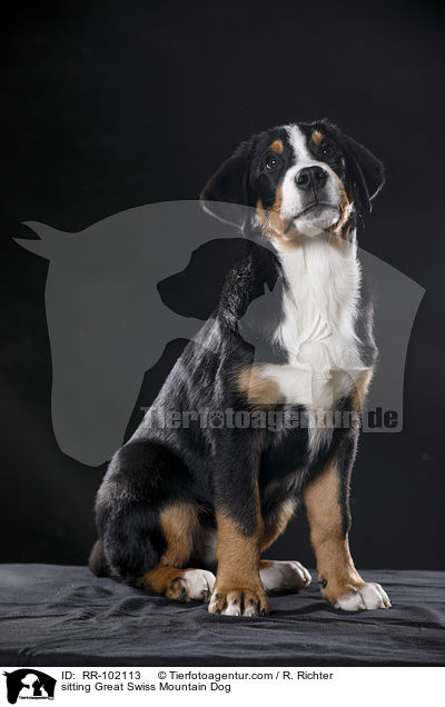 sitzender Groer Schweizer Sennenhund / sitting Great Swiss Mountain Dog / RR-102113