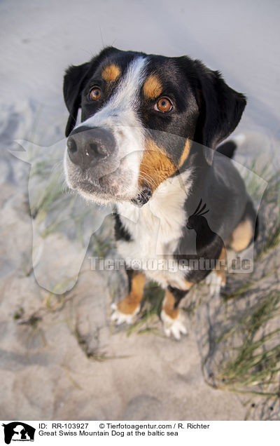 Groer Schweizer Sennenhund an der Ostsee / Great Swiss Mountain Dog at the baltic sea / RR-103927