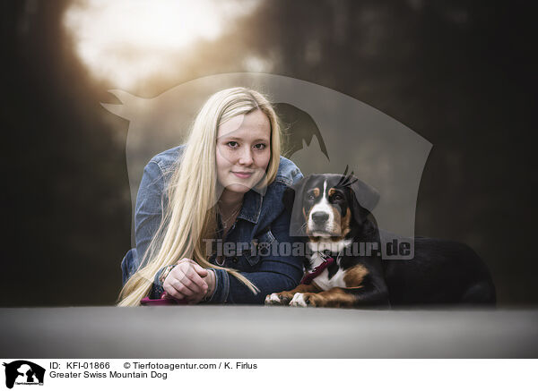 Groer Schweizer Sennenhund / Greater Swiss Mountain Dog / KFI-01866