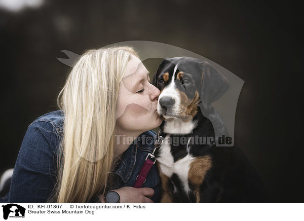 Groer Schweizer Sennenhund / Greater Swiss Mountain Dog / KFI-01867