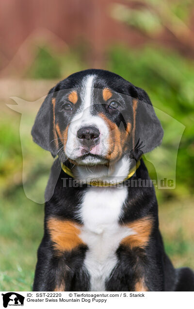 Groer Schweizer Sennenhund Welpe / Greater Swiss Mountain Dog Puppy / SST-22220