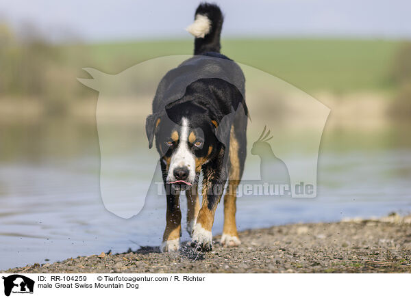 Groer Schweizer Sennenhund Rde / male Great Swiss Mountain Dog / RR-104259