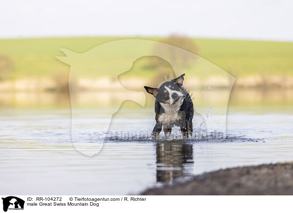 Groer Schweizer Sennenhund Rde / male Great Swiss Mountain Dog / RR-104272