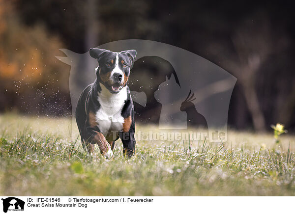 Groer Schweizer Sennenhund / Great Swiss Mountain Dog / IFE-01546