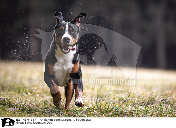 Groer Schweizer Sennenhund / Great Swiss Mountain Dog / IFE-01547