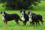 Great Swiss Mountain Dog