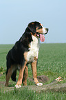 greater Swiss mountain dog