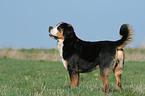 Great Swiss Mountain Dog