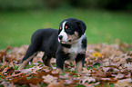 Great Swiss Mountain Dog puppy