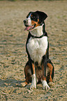 sitting Great Swiss Mountain Dog