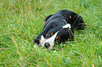 lying Great Swiss Mountain Dog