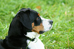 Great Swiss Mountain Dog Portrait