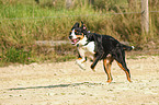 running Great Swiss Mountain Dog