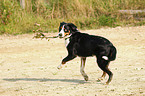 playing Great Swiss Mountain Dog