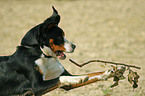 playing Great Swiss Mountain Dog