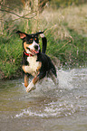 running Great Swiss Mountain Dog