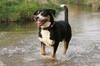 running Great Swiss Mountain Dog